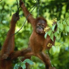 Sepilok Orangutan Rehabilitation Centre Sepilok Orangutan Rehabilitation Centre